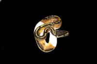 picture of Pied Ball Python Male Sml                                                                            Python regius